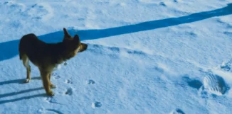 Spagna, poliziotti si gettano nel lago ghiacciato per salvare un cane